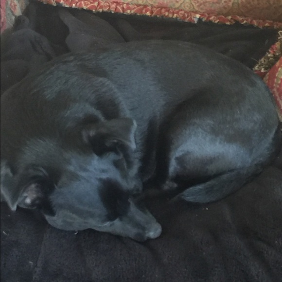 DOG FRIENDLY ENVIRONMENT😂 - Picture 7 of 16